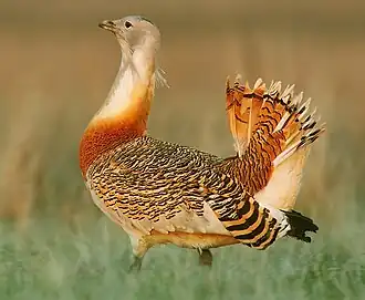 Самец в брачном наряде