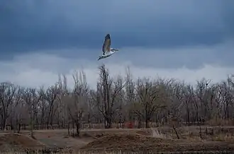 Пеликан пролетает над ботаническим садом