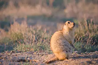 Жёлтый суслик на закате у норы
