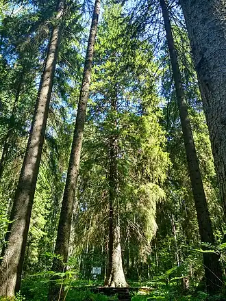 Самая большая ель Фенноскандии