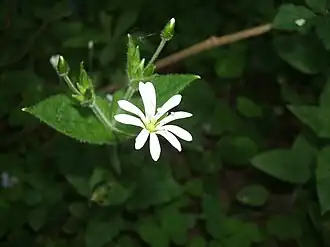 Звездчатка