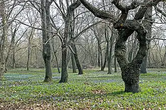 Парк в Знаменке