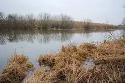 Река Золотинка