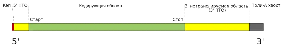 Структура зрелой мРНК эукариот