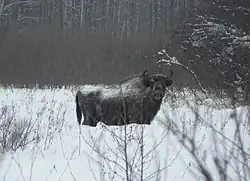 Самка зубра из вольной популяции зубров (2013 год)