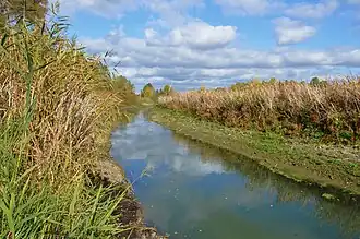 Водно-болотная растительность вдоль дренажного канала в период обмеления