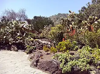 Суккуленты