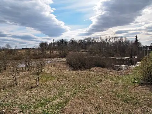 Остатки усадебного парка. 2017 год