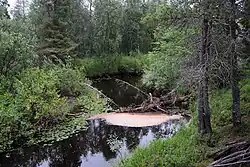 Кинемур у Ягельного бора