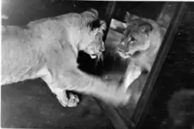 Кинули весной 1936 года. (фото из архива Веры Чаплиной)