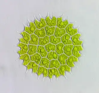 Колония Pediastrum sp.