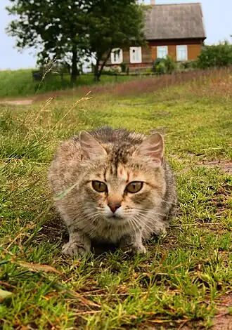 Деревня Конново