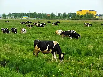 Коровы на лугах у Фермы