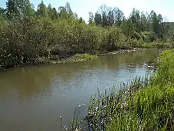 Которянка в мае