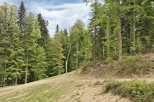 Бук восточный и пихта Нордмана в Краснодарском крае