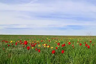 Тюльпаны в Орловском районе Ростовской области