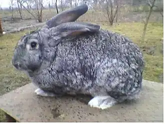 Серый Великан (взрослый самец)