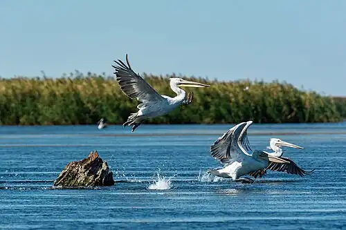 Кудрявые пеликаны в Астраханском заповеднике