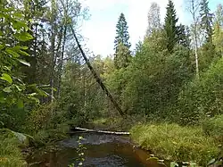 Таёжная речка Кузьма