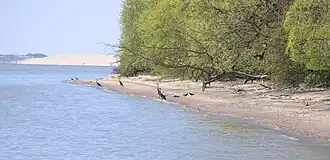 Вид Куршской косы у Рыбачьего посёлка