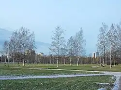 Берёзки в парке