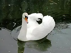 Лебедь-шипун (Cygnus olor)