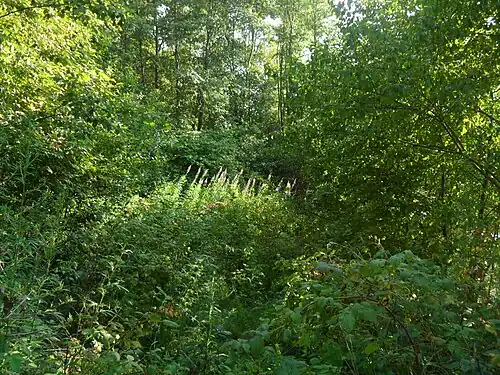 Лесные заросли