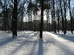 Сосновый лес близ ресторана «Фортеця», проспект Гонгадзе.