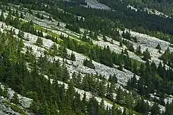 Лес и камни текут по склону