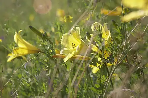 Лилии на берегу Байкала