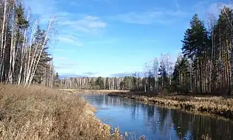 Брянские леса. Ноябрь 2010 года