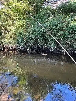 Ловля капп на огурец