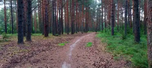 Льнозаводской бор