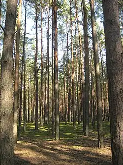 Сухаревский лес