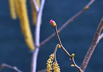 Цветок орешника