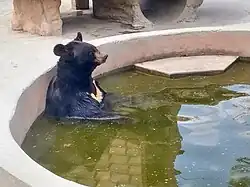 Гималайский медведь