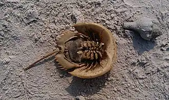 Мечехвост (вид снизу)