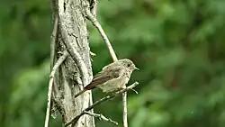 Молодая горихвостка