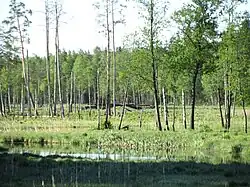 Мост через Гатчинку на Можжевеловой дороге