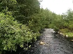 Вид против течения