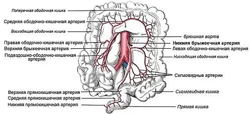 Нижняя брыжеечная артерия и её ветви