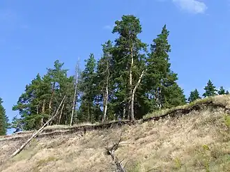 Никольевские сосны