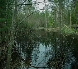 Вая в Полетаевском лесничестве