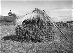 Скирда ячменя на поле Александра Семёнова