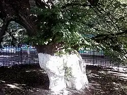 Липа Петра Могилы