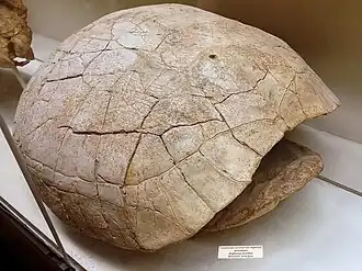 Ископаемый панцирь Ergilemys insolitus