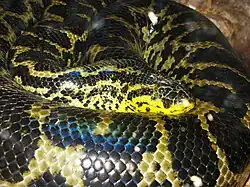 Парагвайская анаконда (Eunectes notaeus)