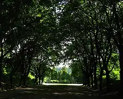 Центральная аллея