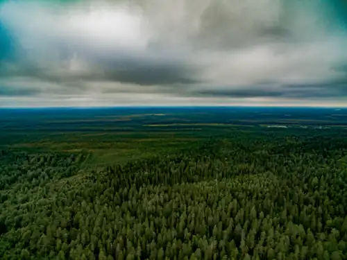 Лес в сторону реки Тохмайоки