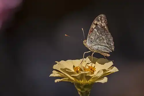 Перламутровка пандора